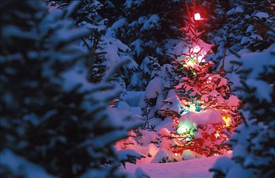 装饰,圣诞树,楚加,国家公园,阿拉斯加