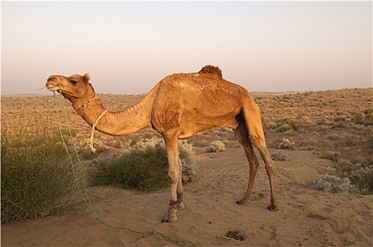 骆驼,比卡内尔,印度