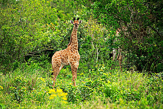 长颈鹿,幼兽,警惕,圣卢西亚,湾流,湿地,公园,纳塔耳,南非,非洲