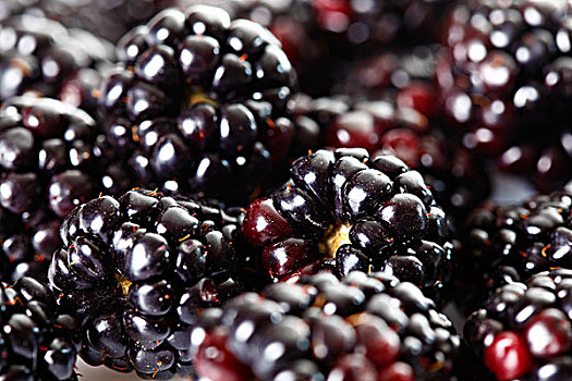 黑莓,悬钩子属植物,特写
