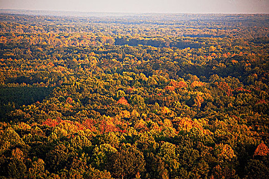 俯拍,树,弗吉尼亚,美国