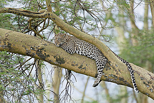 肯尼亚,纳库鲁湖国家公园,豹,放松,树上