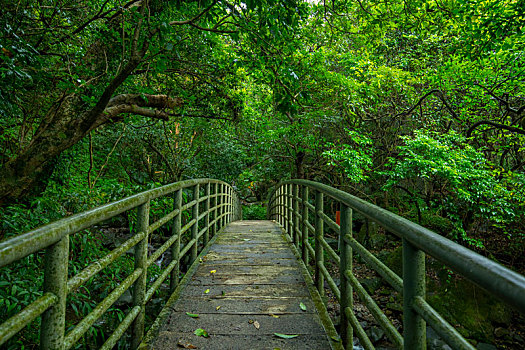 翠绿的森林步道,溪谷上的拱桥