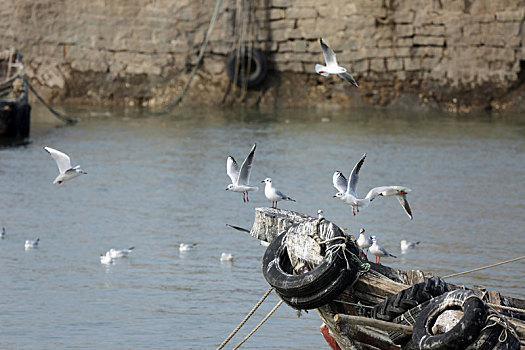 数千海鸥翱翔在渔码头,成为一道独特景观