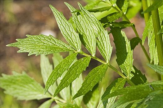 缬草属植物,缬草,药用植物,德国