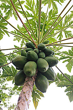 木瓜,岛屿