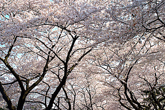 日本,樱花,春天