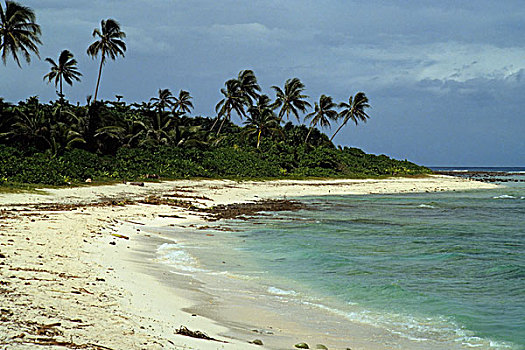 所罗门群岛,岛屿,海滩,椰树,树