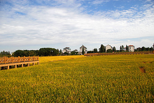 稻香村,农民丰收节,瞭望台