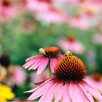 蜜蜂,金花菊