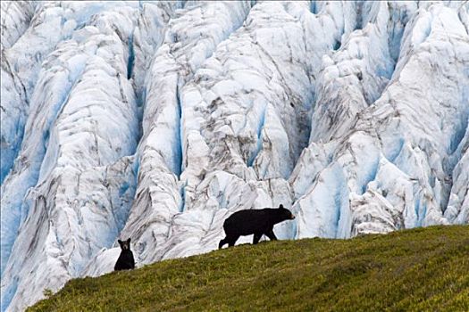 美洲黑熊,幼兽,冰河,肯奈半岛,阿拉斯加,美国