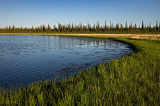 苔原,湖,北极国家野生动物保护区,阿拉斯加