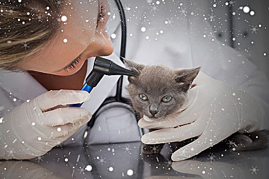 兽医,检查,耳,小猫