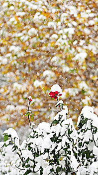 雪中花