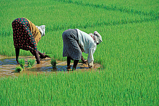 女人,种植,稻米,靠近,喀拉拉,印度南部,印度,亚洲