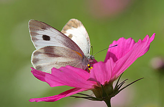 格桑花