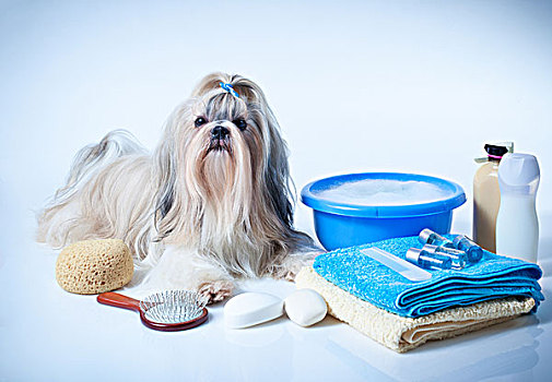 西施犬,狗,洗,概念,头像,梳子,毛巾,肥皂,白色背景,蓝色背景