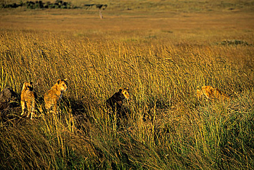 肯尼亚,马赛马拉,狮子,幼狮,草丛