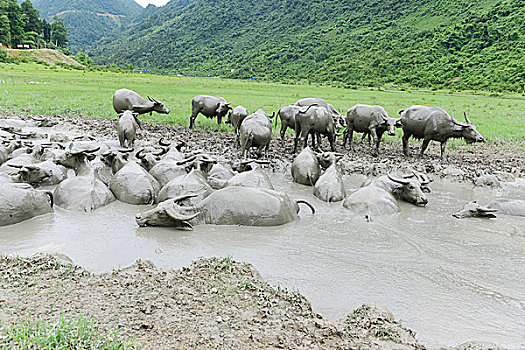 水牛