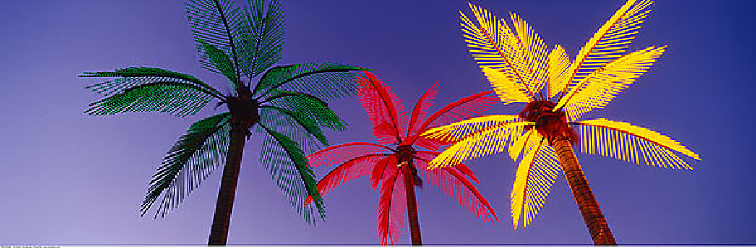 霓虹,棕榈树