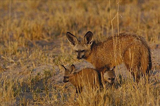 大耳狐,母兽,幼仔,非洲