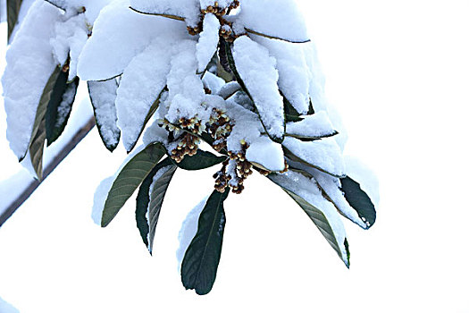 枇杷花,积雪