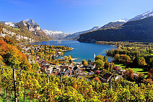 秋天,葡萄园,前景,瑞士,欧洲