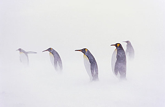 帝企鹅,生物群,雪中,暴风雪,岛屿,南乔治亚
