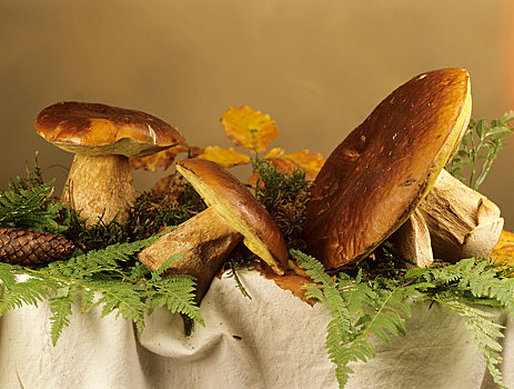 蘑菇,法国,欧洲
