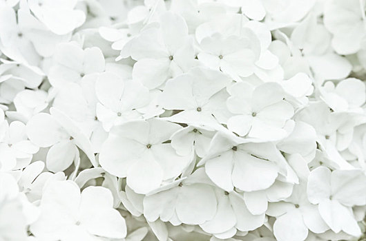 白花,模糊,背景