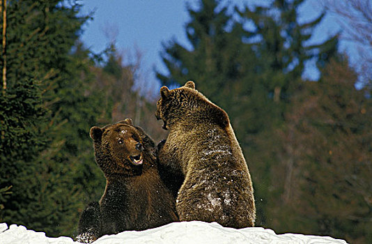 棕熊,成年,争斗,雪中