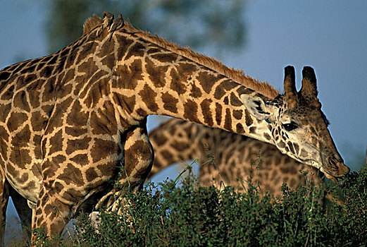非洲,肯尼亚,马塞马拉野生动物保护区,长颈鹿,进食,日落
