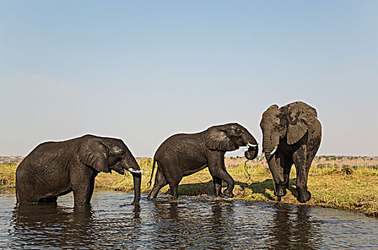 非洲象,两个,母牛,左边,问候,雄性动物,堤岸,乔贝,河,乔贝国家公园,博茨瓦纳,非洲
