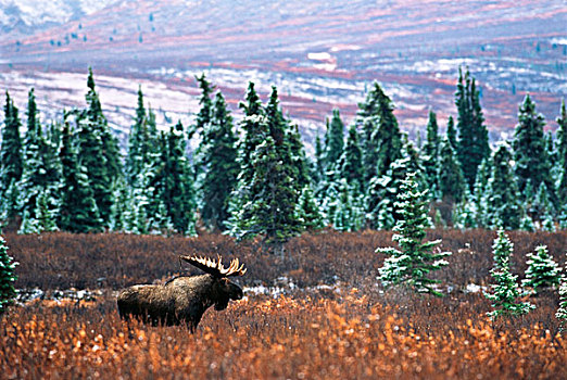 美国,阿拉斯加,德纳利国家公园和自然保护区,驼鹿,站立,地点,大幅,尺寸