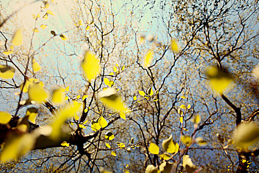桦树,翠绿,叶子,春天,阳光