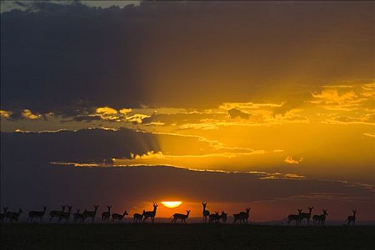 汤氏瞪羚,牧群,日落,马赛马拉,肯尼亚