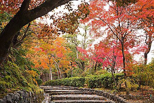 靠近,庙宇,京都,日本