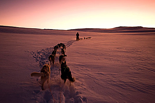 雪撬,狗,团队,阿拉斯加,爱斯基摩犬,亮光,上升,太阳,极地,夜晚,高原,拉普兰,挪威,欧洲