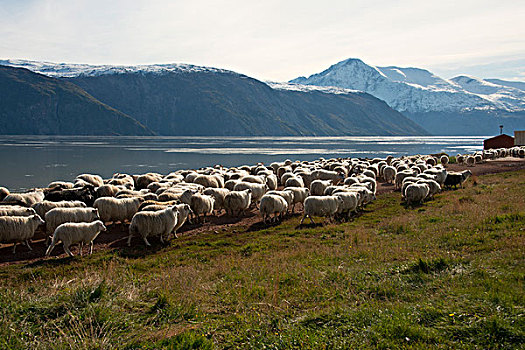格陵兰,农场主,放牧,绵羊,历史,海岸线,大幅,尺寸