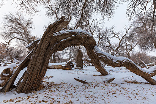 胡杨林,冬季,雪景