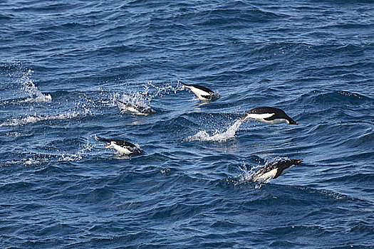 阿德利企鹅,鲸跃,海中,保利特岛,南极半岛,南极
