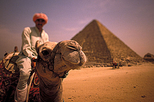 非洲,埃及,吉萨金字塔,领驼人