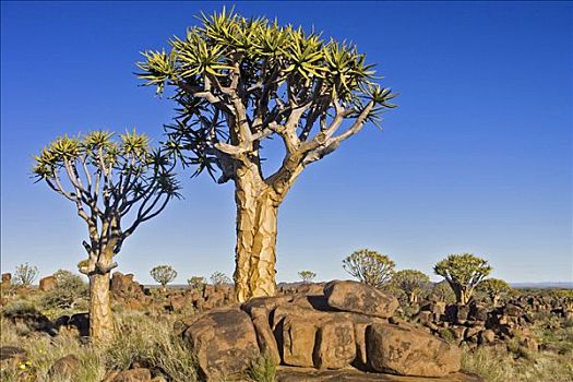 抖树,箭筒树,二歧芦荟,正面,漂石,岩石构造,基特曼斯胡普,纳米比亚,非洲