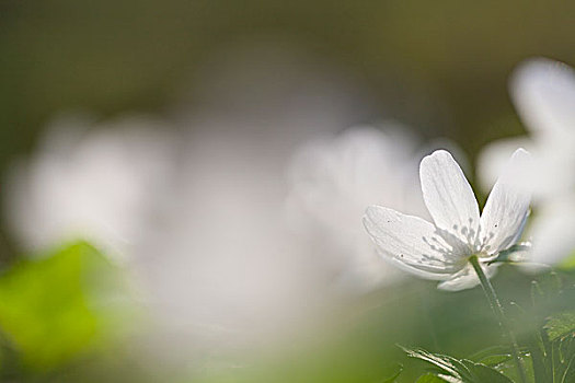 银莲花属