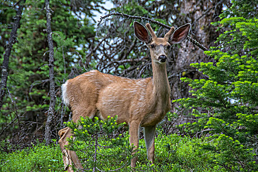 鹿,公园,加拿大