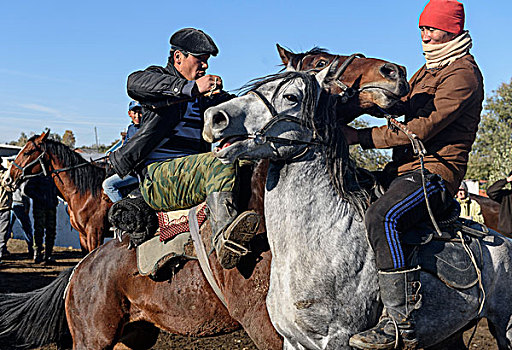 竞争,马,牛,市场,吉尔吉斯斯坦,亚洲