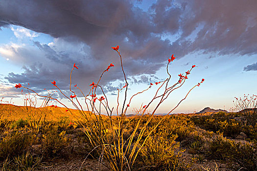 墨西哥刺木,开花,日出,大湾国家公园,德克萨斯,美国