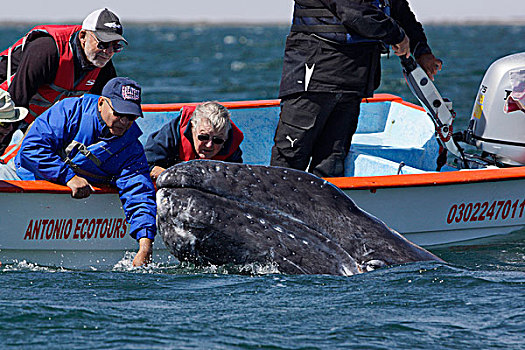 灰鲸,幼兽,挨着,观鲸,船,下加利福尼亚州,墨西哥