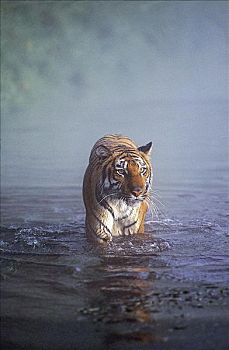虎,雾状,河岸,孟加拉虎,猫科动物,哺乳动物,印度次大陆,亚洲,动物