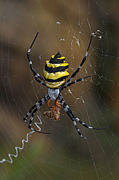 黄蜂,蜘蛛,金蛛属,捕食,国家公园,马达加斯加,非洲